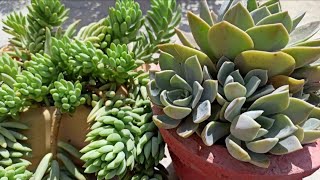 1569 -Lakshmi Kamal ke leaves se kai plants tiar kr skte/How to grow Echeveria/succulent from leaves