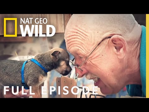 The Incredible Dr. Pol: Jingle Pols (Full Episode) | The Incredible Dr. Pol