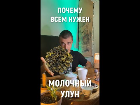 Почему всем нужен молочный улун?