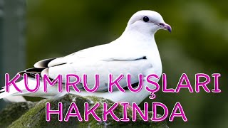 KUMRU KUŞLARI kumrucuk.com