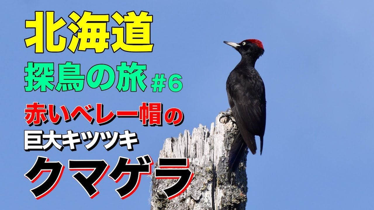 巨大キツツキ！クマゲラ - YouTube