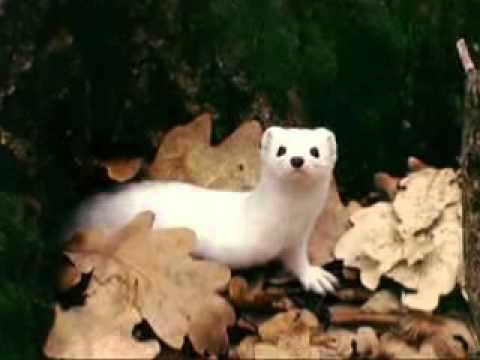 Сюжет "Красная книга"