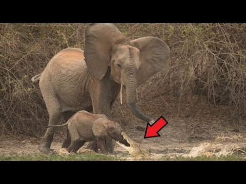 Video: Kde sa zbierajú slony?
