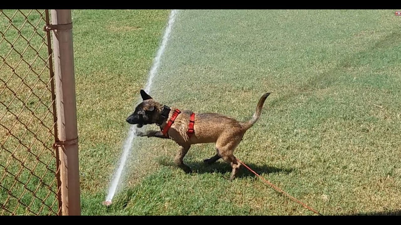 Malinois Pup Vs Power Sprinkler Too Cute! LOL