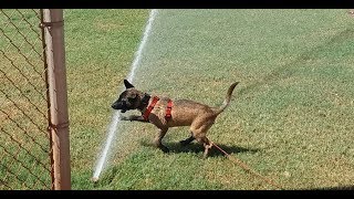 Malinois Pup Vs Power Sprinkler Too Cute! LOL