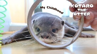 カワウソコタローとハナ　去年の夏のチビコタロー時代がカワイイ！　Kotaro the Otter The Last Summer