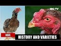 The asil history and varieties  watch now