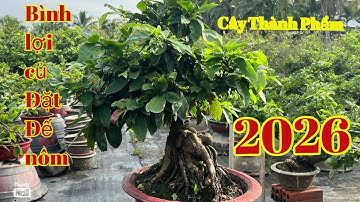 28-11 gốc nhớt đế Nôm lớn hoành củ đặt lh 0766765975