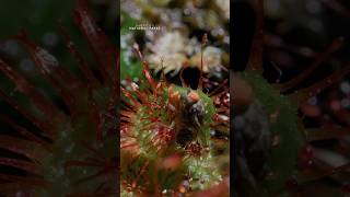 The roundleaf sundew takes the term "sticky situation" to a whole new level😬 #AmericasNationalParks