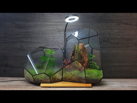 Video: Die Terrarium: 'n Basiese Gids