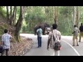 THE GRAPE ADVENTURE & HOLIDAY'S (Munnar komban)