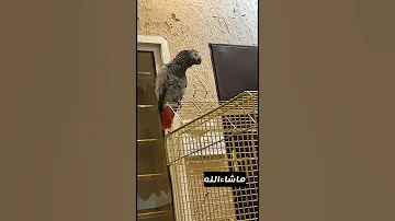ببغاء يتكلم كاسكو 