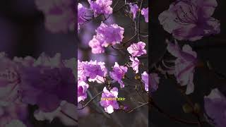 Hz. Davut’un (a.s.) Sırrı: Hem Peygamber Hem Kral!#HzDavut #İslam #Peygamberler #Zebur