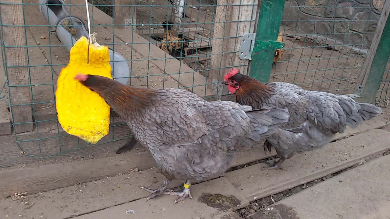 МАРАН. ПОРОДА .Мифы и реальность - YouTube