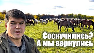 Мы вернулись!!!! Соскучился по нашим лошадям и при первой возможности уехал к ним/ КФХ Идиятуллин