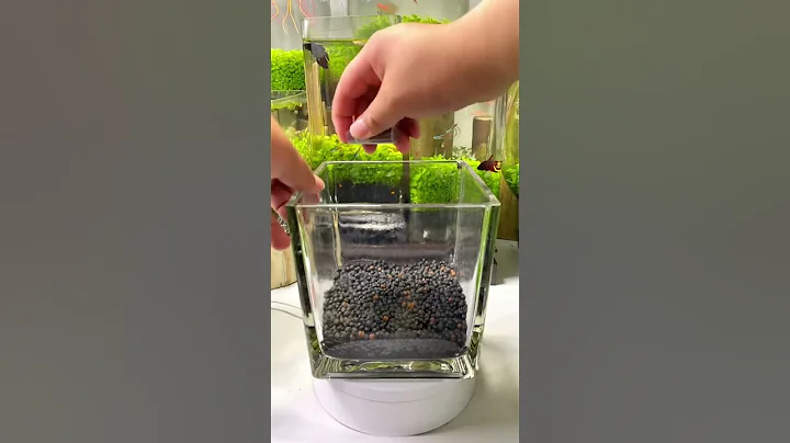 Setting up my new betta fish tank. - DayDayNews