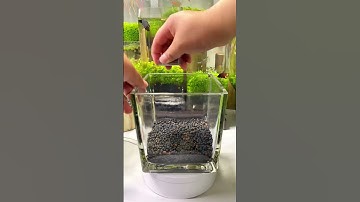 Setting up my new betta fish tank.