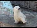 Funny Siberian polar bears \ Novosibirsk Zoo