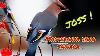 Download Lagu Masteran andalan sang jawara/ sangat ampuh .#kicaumantap #masteranjawara #masteran2022 MP3