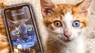 Incoming Call Cats Do Not Want To Pick Up The Phone Iphone Incoming Calls