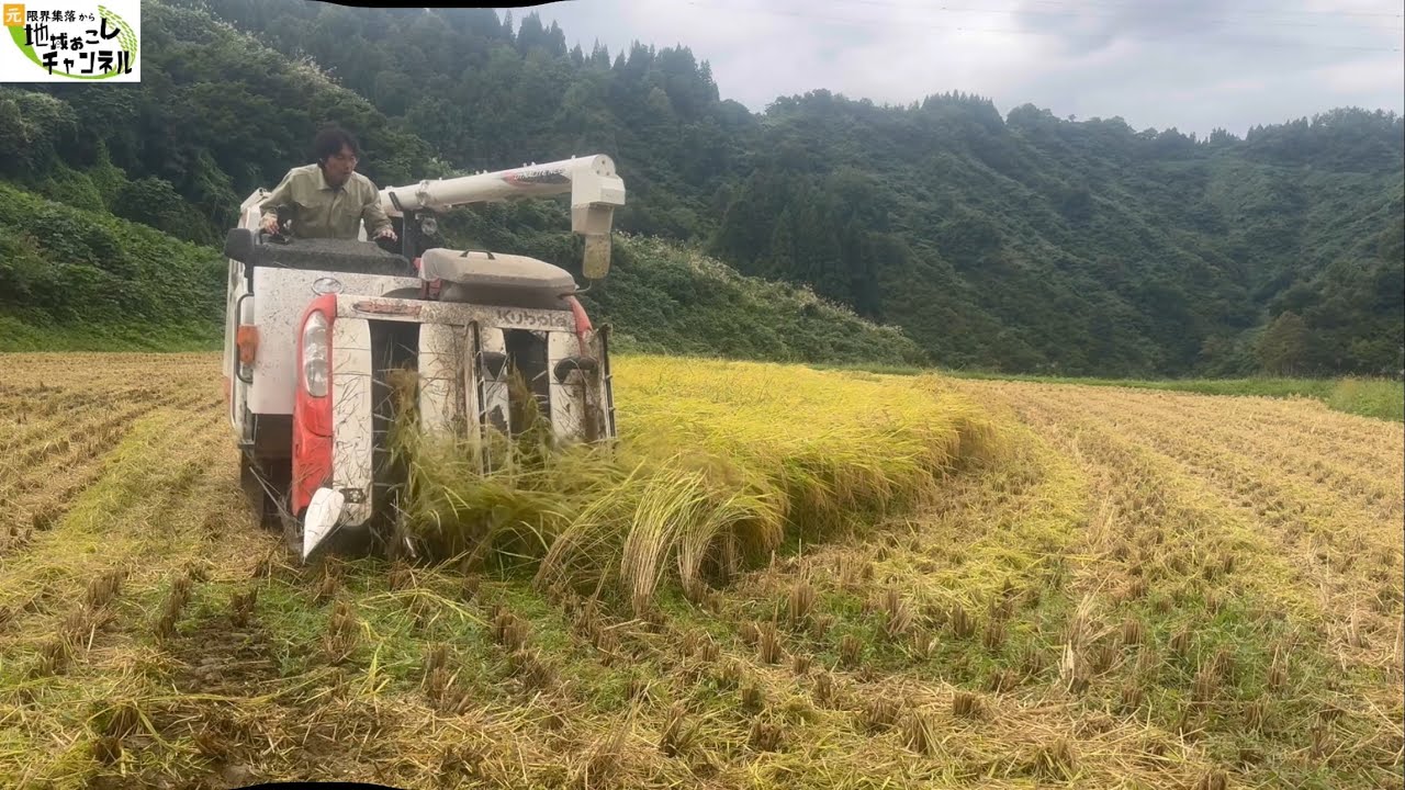 雨が降る前にキリの良いところまで進みました【2025年10月1日】棚田の稲刈り日記