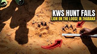 Lion On The Loose Residents In Fear As Kws Hunt Fails