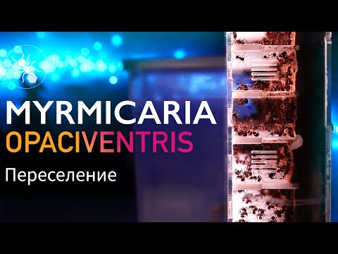 Видео: ПЕРЕСЕЛЕНИЕ MYRMICARIA OPACIVENTRIS