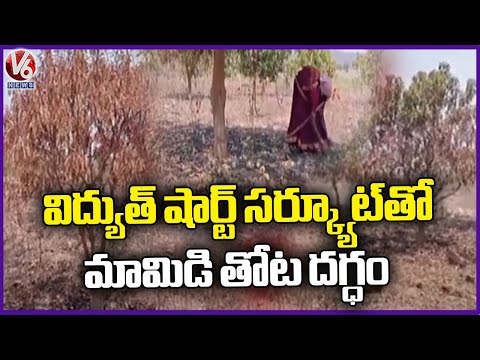 Mango Orchard Burnt Due To Electrical Short Circuit | Mahabubabad | V6 News - V6NEWSTELUGU