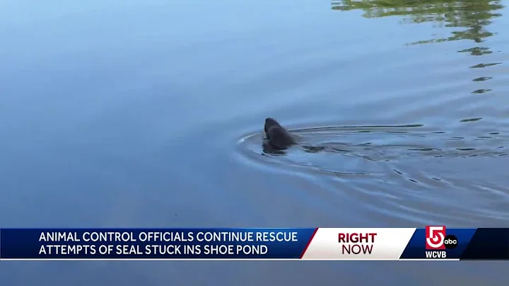 Animal control officials continue rescue attempts ...