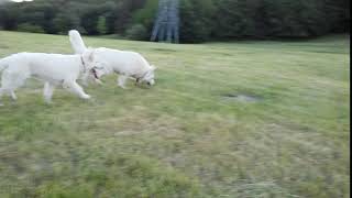 Bergers Blanc Suisse Olympe Pepper Lesbergersdhecate.com 30052020