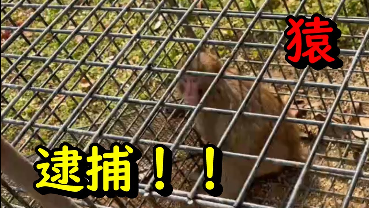 サル捕獲9【箱罠】【有害鳥獣駆除】 - YouTube