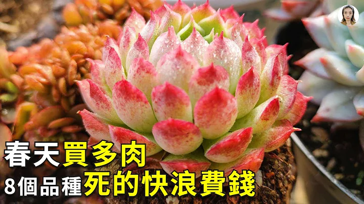 春天买多肉有些品种千万不能买，特别是这8个品种，买一盆死一盆，白花冤枉钱被人说你傻|花花世界 - 天天要闻