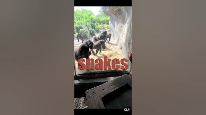 gorilla vs snake
