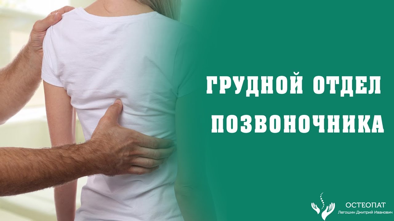 Грудной отдел позвоночника- область между лопатками. Боли в спине ...