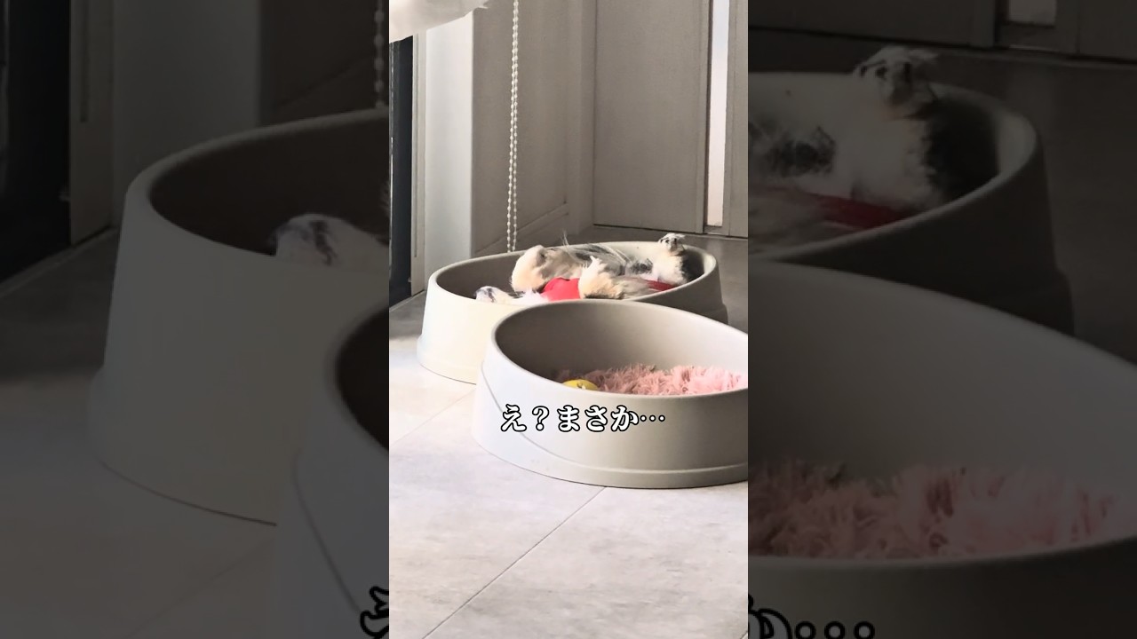 本当にやめて。 #チワワ #犬 #シニア犬 #犬のいる暮らし