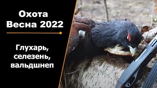 Охота Весна 2022 | Глухарь, селезень, вальдшнеп