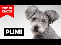 Pumi - Top 10 Facts の動画、YouTube動画。