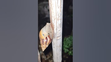 Vô tình thấy cảnh này #shorts #snail #ocsen