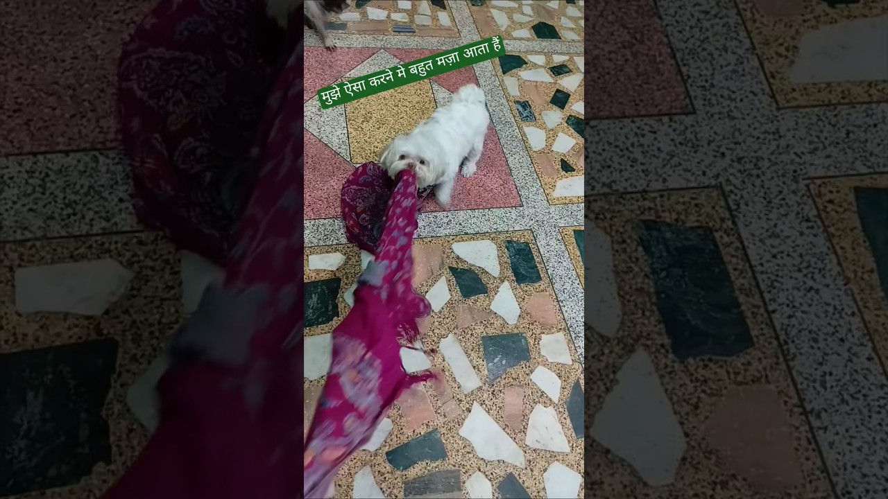 shih tzu dog playing video | shih tzu | 