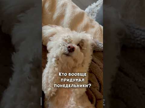 Понедельник — день тяжёлый! | Улыбнись! 😅