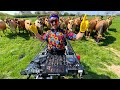 Capture de la vidéo Herd Of Cows Show Dj How To Party!