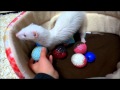 ふぇれたまごに興味がわかないリンとメイ