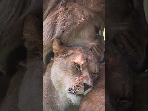 اه شكد اهواه غيث العراقي