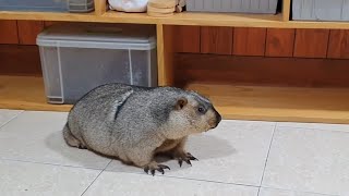 What is this fat marmot looking for