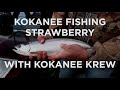 Kokanee Krew Outfitters Loads Up The Boat with Salmon at Strawberry Reservoir