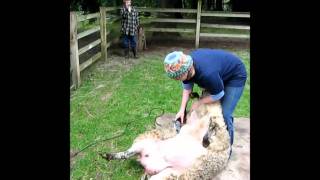 Sheep Shearing