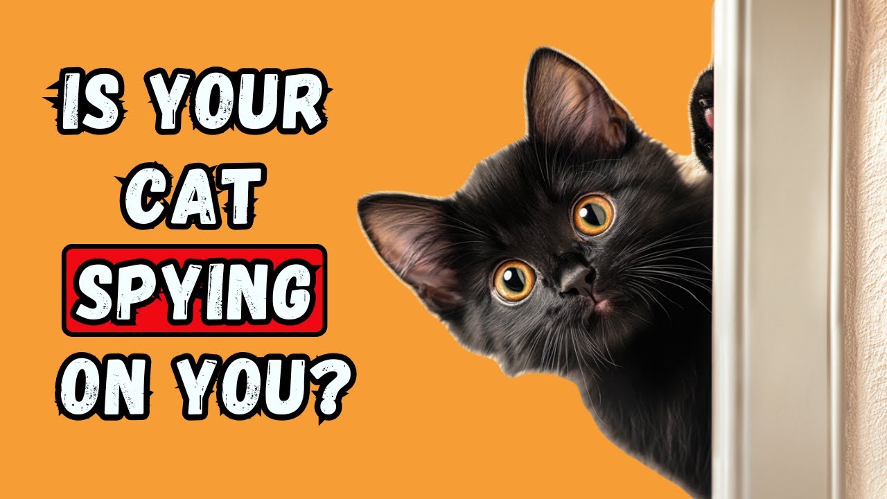 Why Does Your Cat Check on You? - YouTube