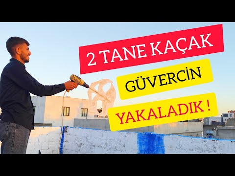 2 TANE KAÇAK GÜVERCİN YAKALADİK 1 TAŞTA 2 KUŞ !