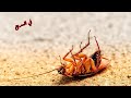 لماذا ينقلب الصرصور على ظهره عندما يموت 