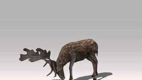 FallowDeer